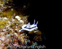 Common but still beautiful - Lochs Chromodoris by Sharon English 